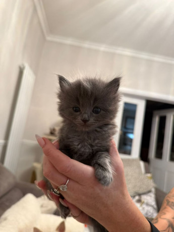 beautiful-fluffy-longhaired-shorthaired-ragdoll-x-russian-blue-kittens-big-0