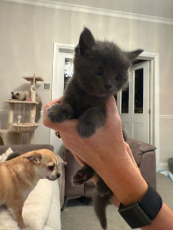 beautiful-fluffy-longhaired-shorthaired-ragdoll-x-russian-blue-kittens-big-3