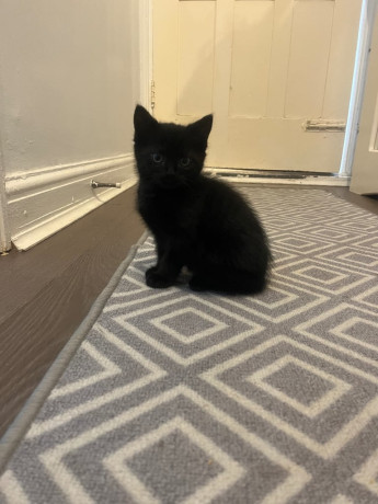 3-beautiful-kittens-ready-for-a-new-home-big-2