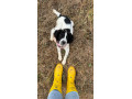 beautiful-5-month-old-english-springer-spaniel-small-3
