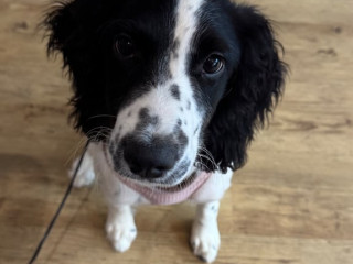 beautiful-5-month-old-english-springer-spaniel