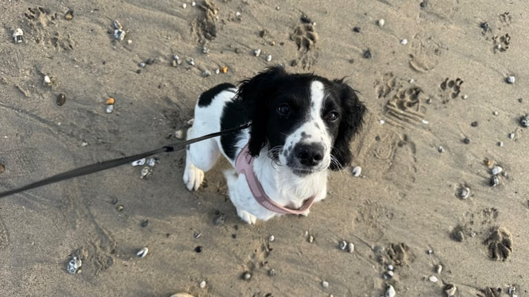 beautiful-5-month-old-english-springer-spaniel-big-1