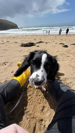 beautiful-5-month-old-english-springer-spaniel-big-4