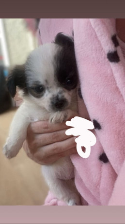 chihuahua-puppies-big-2