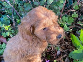 miniature-cockapoo-puppies