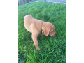 ft-champion-pedigree-ikc-registered-labrador-puppies-irgb-ft-ch-small-0