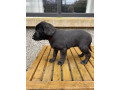 ft-champion-pedigree-ikc-registered-labrador-puppies-irgb-ft-ch-small-1
