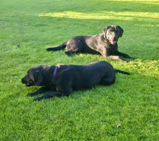 ft-champion-pedigree-ikc-registered-labrador-puppies-irgb-ft-ch-big-4