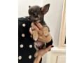 please-read-pure-bred-chihuahua-puppies-small-4