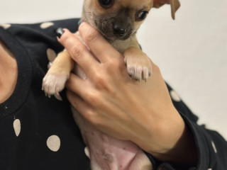 please-read-pure-bred-chihuahua-puppies