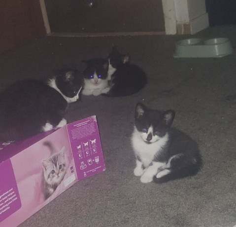 4-kittens-black-and-white-british-short-hair-kittens-big-2