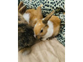 baby-bunny-rabbits-small-3