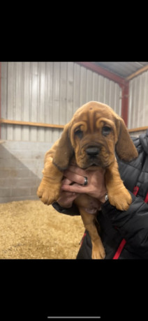 dogue-de-bordeaux-cross-female-big-0