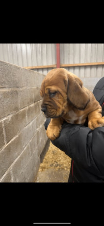 dogue-de-bordeaux-cross-female-big-1