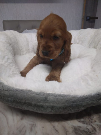 cocker-spaniel-big-2