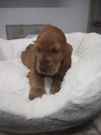 cocker-spaniel-big-4