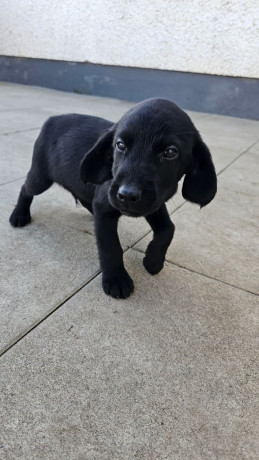 beautiful-playful-puppies-for-sale-big-1