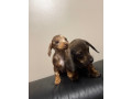 miniature-dachshunds-small-0