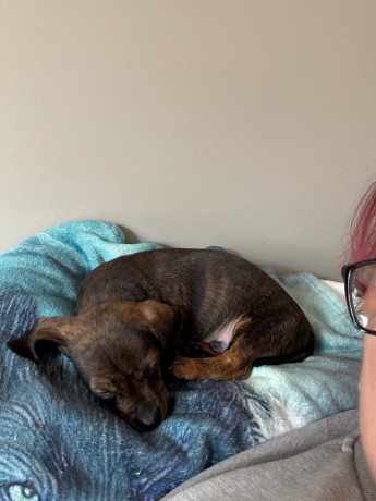 miniature-dachshunds-big-1