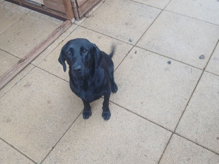 trained-labrador-bitch