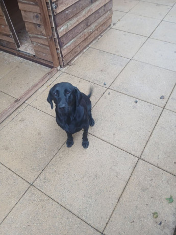 trained-labrador-bitch-big-0