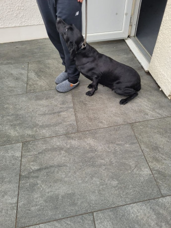 trained-labrador-bitch-big-2