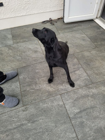 trained-labrador-bitch-big-3