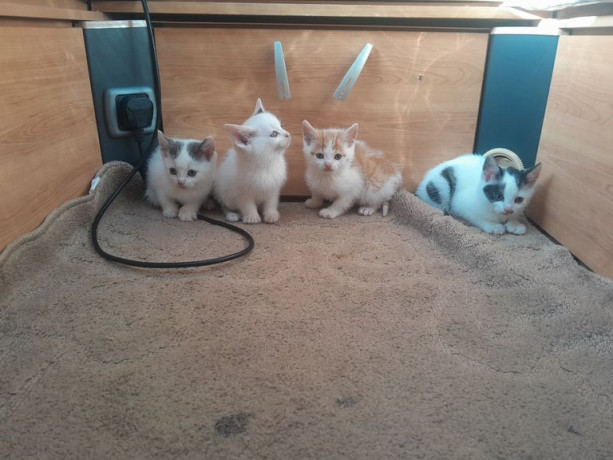 kittens-big-2