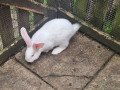 pure-giant-continental-rabbits-small-3