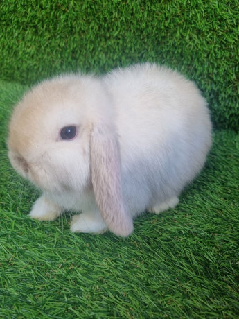 pure-giant-continental-rabbits-big-4