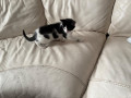 kittens-9-weeks-ready-two-go-small-1