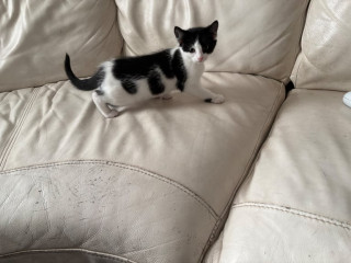 kittens-9-weeks-ready-two-go