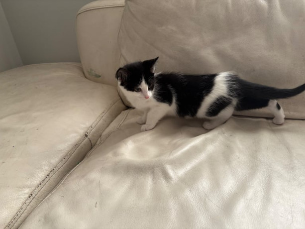 kittens-9-weeks-ready-two-go-big-2