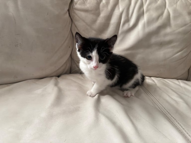 kittens-9-weeks-ready-two-go-big-4