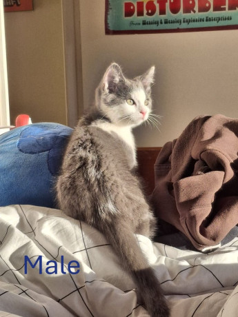 5-half-ragdoll-kittens-for-sale-big-0