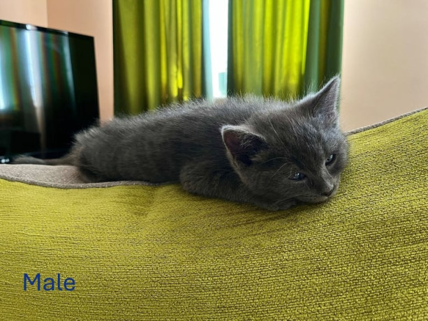 5-half-ragdoll-kittens-for-sale-big-3