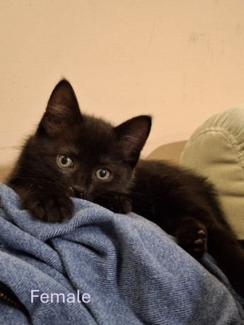 5-half-ragdoll-kittens-for-sale-big-4