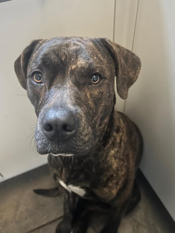 2-year-old-kane-corso-cross-big-2