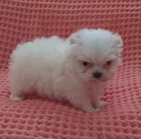 miniature-maltese-terrier-puppies-big-1