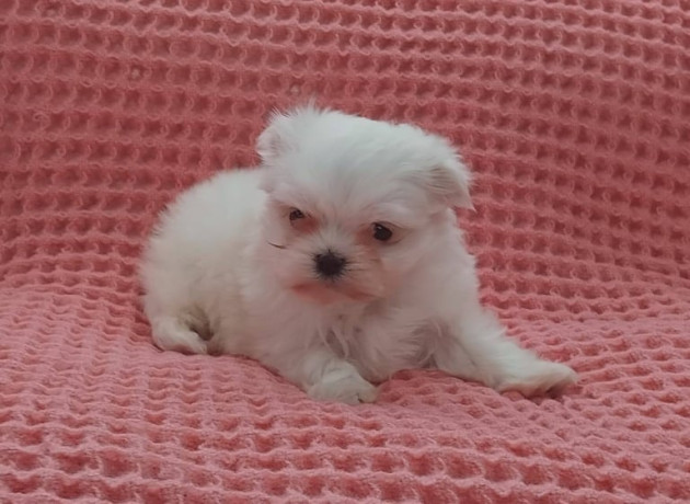 miniature-maltese-terrier-puppies-big-2