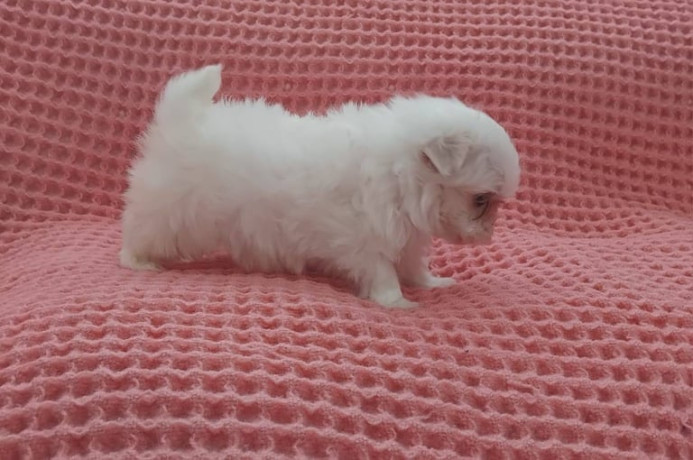 miniature-maltese-terrier-puppies-big-3
