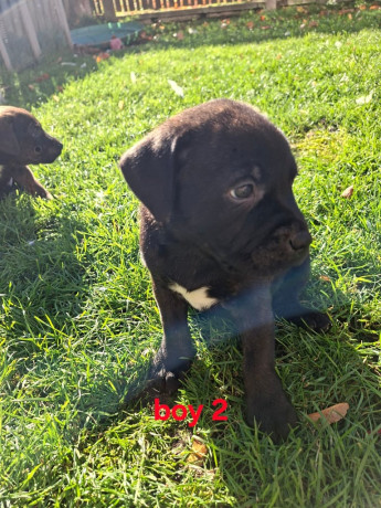 labstaffys-1-male-left-big-1