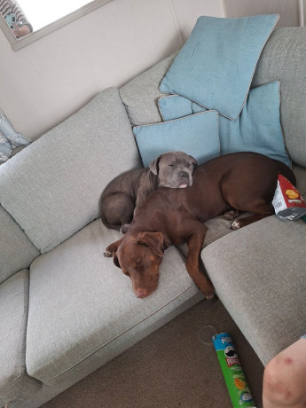 labstaffys-1-male-left-big-3