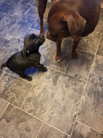 labstaffys-1-male-left-big-4