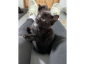 5-black-kittens-for-sale-xx-small-3