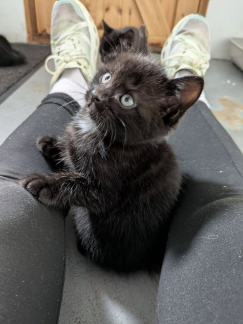 5-black-kittens-for-sale-xx-big-3