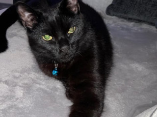 male-black-cat