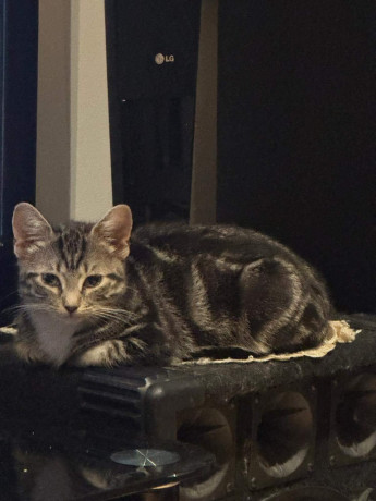 two-beautiful-cats-for-sale-big-2