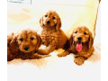 f1-cockapoo-puppies-ready-now-for-loving-homes-small-0