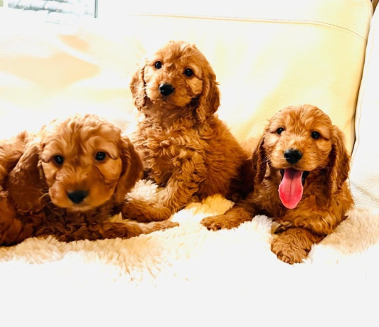 f1-cockapoo-puppies-ready-now-for-loving-homes-big-0